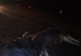 На федеральной трассе под Череповцом водитель "Опеля" насмерть сбил лося