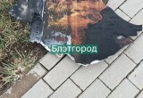 ВСУ обстреляли Белгородскую область: есть погибшие и пострадавшие