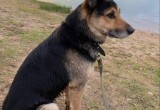 Пропавшего под Новый год пса нашли через месяц в 70 километрах от дома