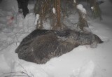 Вологодский браконьер под покровом ночи застрелил молодого лосенка