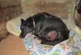 В Череповце автомобилист сбил собаку и протащил ее вслед за собой по дороге