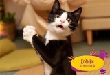 "Страна Мурляндия": подарите на 8 марта радость общения с котиками 