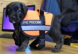 Самый милый спасатель готовится к работе в Вытегре 