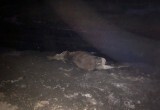 Автомобилисты насмерть сбили двух лосей на федеральной трассе под Череповцом