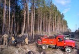 В Вологодской области накануне произошел пятый лесной пожар