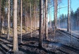 В Вологодской области накануне произошел пятый лесной пожар