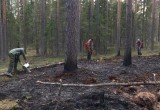 В Вологодской области из-за непотушенного костра загорелся лес
