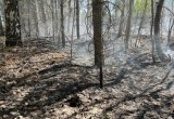 В Вологодской области с начала года произошло уже 10 лесных пожаров