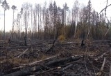 Крупный лесной пожар под Вытегрой: огонь повредил 2 гектара леса