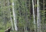 Прогулку медвежат около трассы заснял очевидей в Бабаевском округе