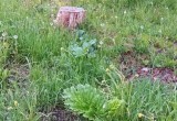 В Питино после ремонта дворов на газонах вырос борщевик