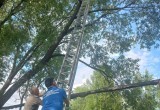 В Соколе местные жители в течение четырех дней пытались снять кота с дерева
