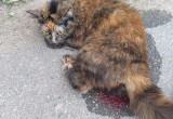 В Череповце на улице Сталеваров с 8-го этажа выбросили кошку