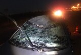 Смертельная авария с участием лося и иномарки произошла на трассе А-114 под Череповцом