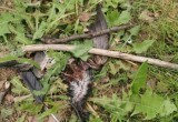 Школьник из Череповца жестоко убивает голубей во время прогулок