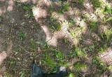 Улицы одного из вологодских поселков завалены мертвыми птицами