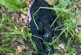 Улицы одного из вологодских поселков завалены мертвыми птицами