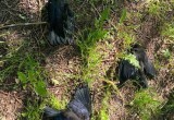 Улицы одного из вологодских поселков завалены мертвыми птицами