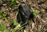 Улицы одного из вологодских поселков завалены мертвыми птицами