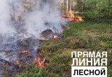 В Вологодской области потушили крупный лесной пожар, возникший по вине людей