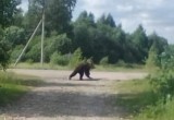 В одном из округов Вологодской области медведь вышел из леса прямо к жилой деревне