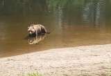 В одном из округов Вологодской области медведь вышел из леса прямо к жилой деревне