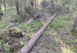 В Вологодской области прямо на месте преступления задержали "черного лесоруба" с бензопилой