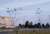 В Череповце умирают рябины, высаженные год назад на Архангельской улице