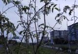 В Череповце умирают рябины, высаженные год назад на Архангельской улице