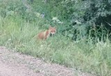 В Вологодской области дикие звери продолжают выходить из леса прямо к населенным пунктам