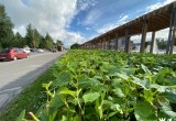 Протяженность "живой изгороди" в Череповце достигла 55 километров