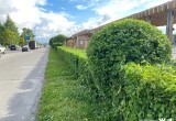 Протяженность "живой изгороди" в Череповце достигла 55 километров