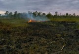 На северо-западе Вологодской области жители деревни устроили лесной пожар