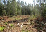 В Вологодской области будут судить "черных лесорубов"