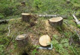 В Вологодской области будут судить "черных лесорубов"