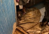 В Череповце в одной из квартир проживает больше десятка истощенных и обезвоженных собак