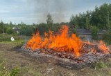 В Череповецком районе из-за вспышки птичьего гриппа сожгли 75 тысяч кур