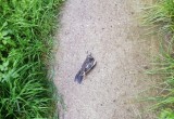 "Мертвых птиц в поселке много": в Климовском на улицах валяются мертвые птицы