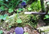 В лесах Вологодской области нашли фиолетовые грибы