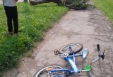 В Череповце упавший тополь едва не задавил ребенка на велосипеде