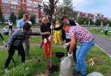 В Зашекснинском районе Череповца появился яблоневый сад