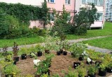 В Зашекснинском районе Череповца появился яблоневый сад