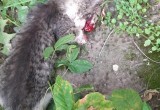 В Череповце нашли труп котенка с проломленным черепом 