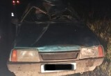 В Никольском районе лось выскочил на дорогу и попал под колеса авто 