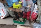 В Череповце на помойку кто-то выбросил клетку с живыми декоративными крысами 