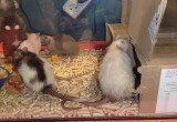 В Череповце на помойку кто-то выбросил клетку с живыми декоративными крысами 