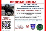 Пропал поисковый конь: срочный призыв к помощи в поисках