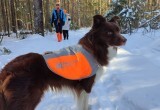 Десять дней поисков: более 160 человек разыскивают пропавшего Артура Полиевктова