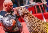 golden-dragon-circus.ru