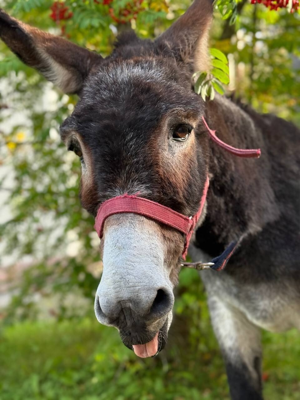 Ослик-герой Жорик обрёл дом в вотчине зимнего волшебника Ослик-герой Жорик обрёл дом в вотчине зимнего волшебника